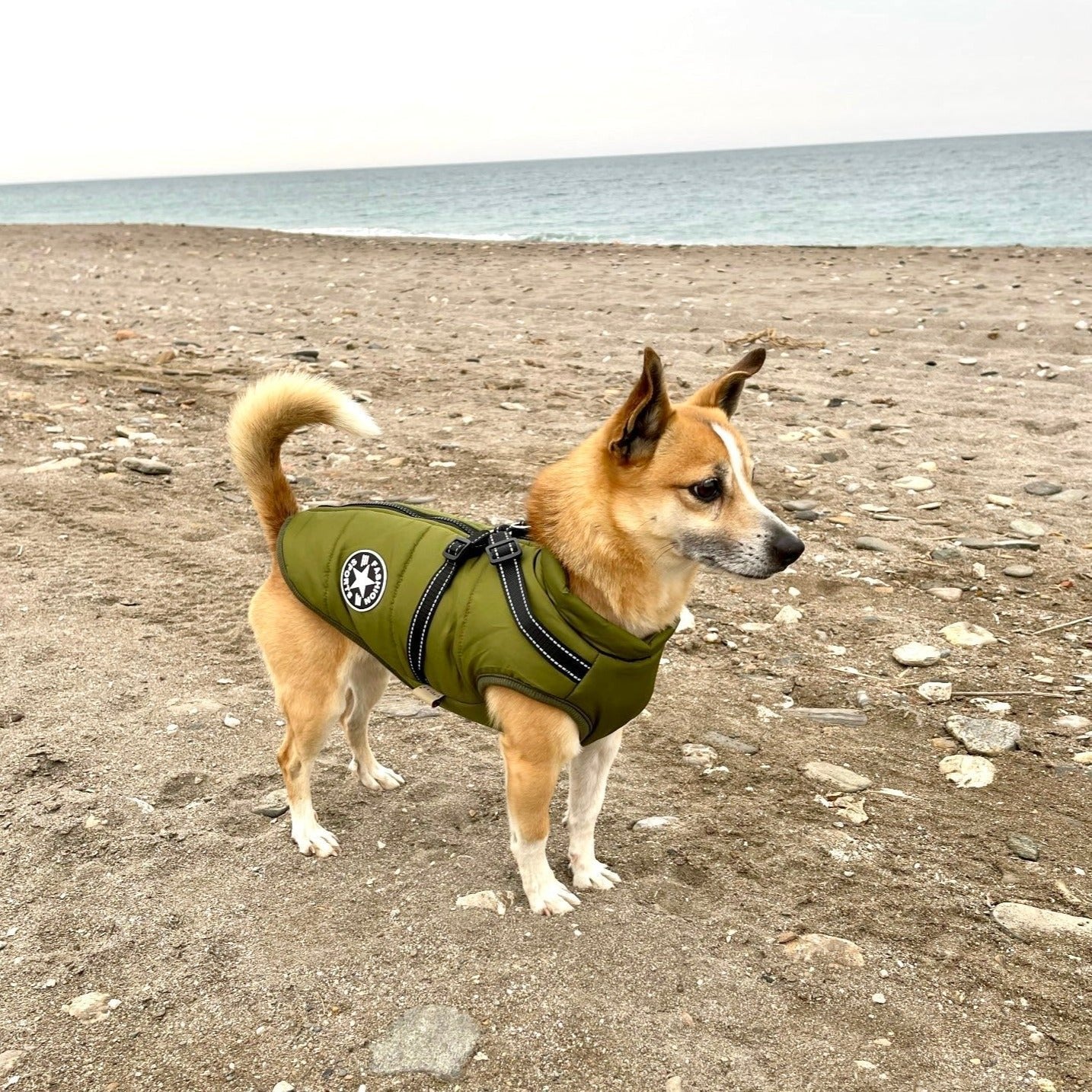 🐶Neujahrsverkauf 49 % RABATT🐾Wasserdichter Warmer Multifunktionaler Hundemantel