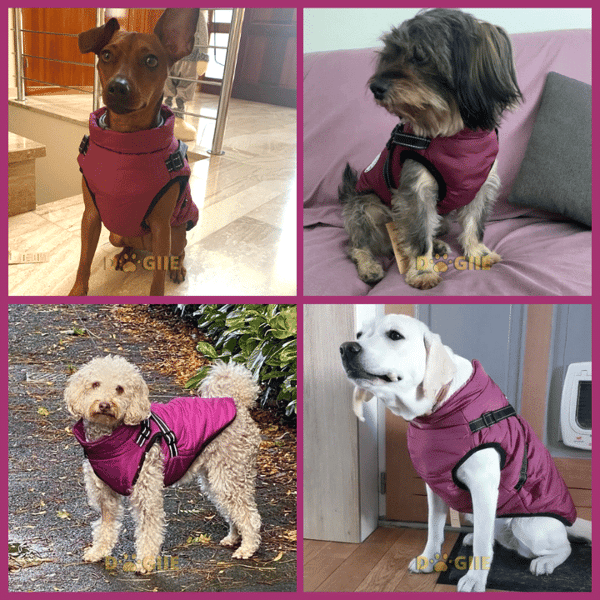 🐶Neujahrsverkauf 55% Rabatt🐾Wasserdichter Warmer Multifunktionaler Hundemantel