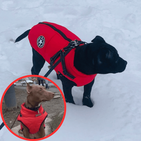 🐶Neujahrsverkauf 55% Rabatt🐾Wasserdichter Warmer Multifunktionaler Hundemantel