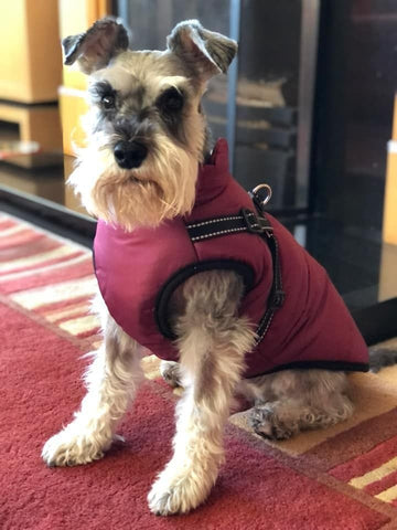 🐶Neujahrsverkauf 55% Rabatt🐾Wasserdichter Warmer Multifunktionaler Hundemantel